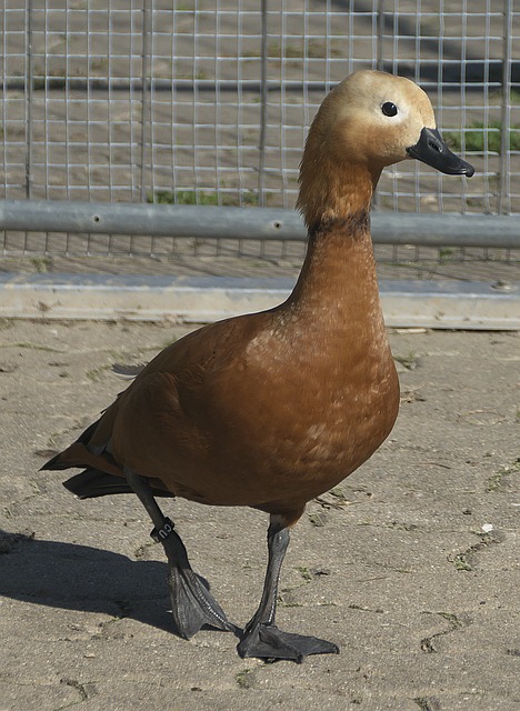 用其独特视